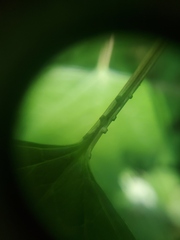 Viburnum opulus opulus