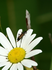 Strangalepta abbreviata