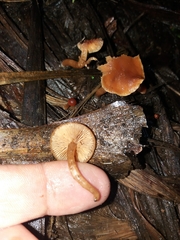 Rhodophana nitellina