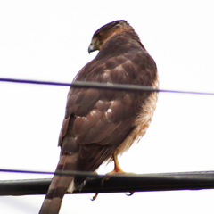 Accipiter cooperii