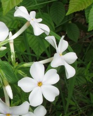 Phlox maculata