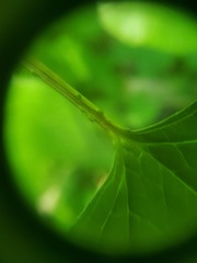 Viburnum opulus opulus