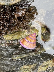 Calliostoma annulatum