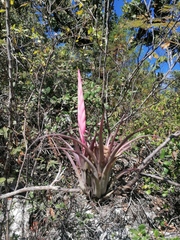 Tillandsia achyrostachys