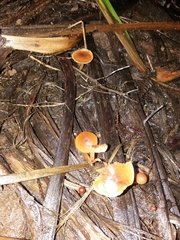 Rhodophana nitellina
