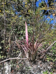 Tillandsia achyrostachys