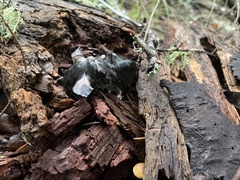 Peromyscus sonoriensis