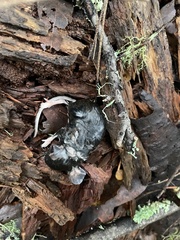 Peromyscus sonoriensis