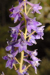 Delphinium glaucum