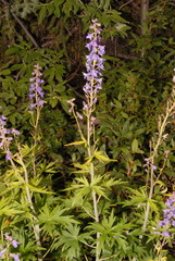 Delphinium glaucum