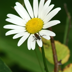 Strangalepta abbreviata