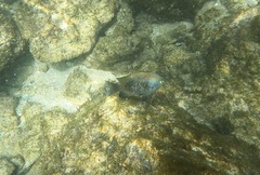 Plectroglyphidodon marginatus