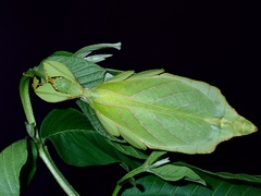 Phyllium gantungense
