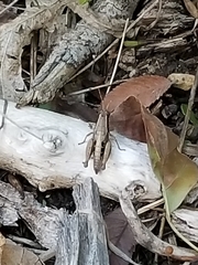Phaedrotettix