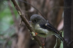 Petroica macrocephala macrocephala