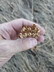 Potentilla pensylvanica