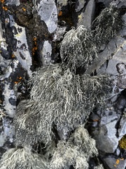Usnea antarctica