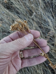 Potentilla pensylvanica