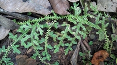 Selaginellaceae