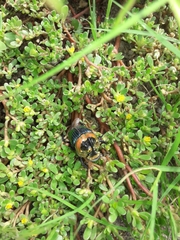 Sulcophanaeus imperator