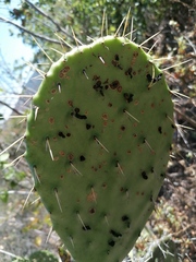 Cactophagus spinolae