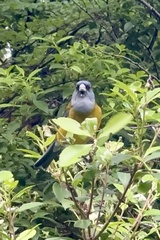 Phrygilus patagonicus