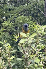 Phrygilus patagonicus