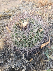 Echinofossulocactus