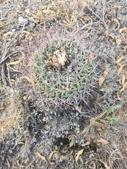 Echinofossulocactus