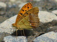 Argynnis laodice