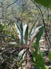 Agave vivipara
