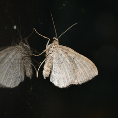 Orthonama obstipata