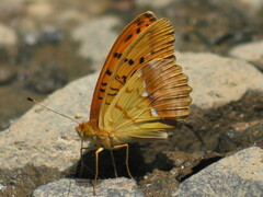 Argynnis laodice