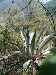 Agave vivipara