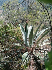 Agave vivipara