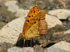 Argynnis laodice