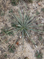 Yucca necopina