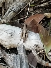Phaedrotettix
