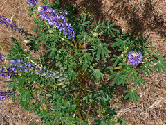 Lupinus succulentus