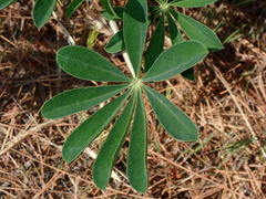 Lupinus succulentus