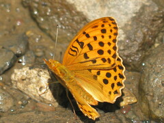 Argynnis laodice