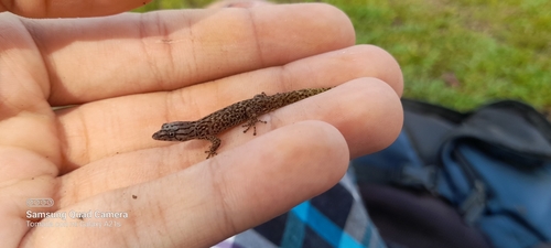 Caribbean Least Gecko, Sphaerodactylus homolepis