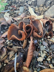 Phylloscypha phyllogena