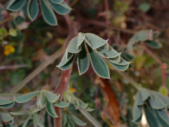 Lupinus succulentus