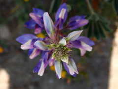 Lupinus succulentus