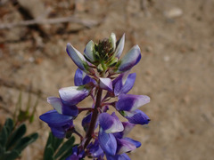 Lupinus succulentus