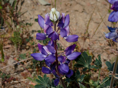 Lupinus succulentus