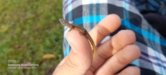 Sphaerodactylus homolepis