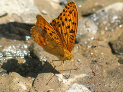 Argynnis laodice