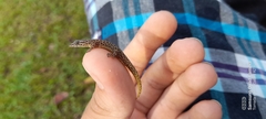 Sphaerodactylus homolepis